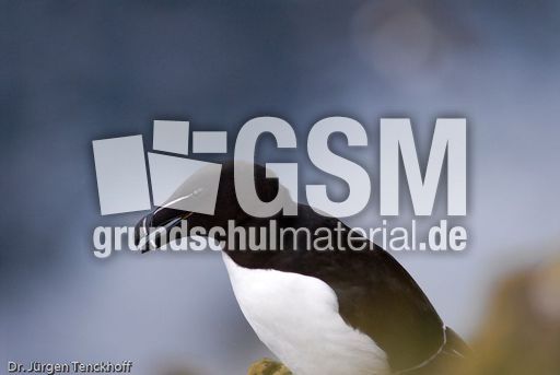 Tordalk (2 von 11).jpg